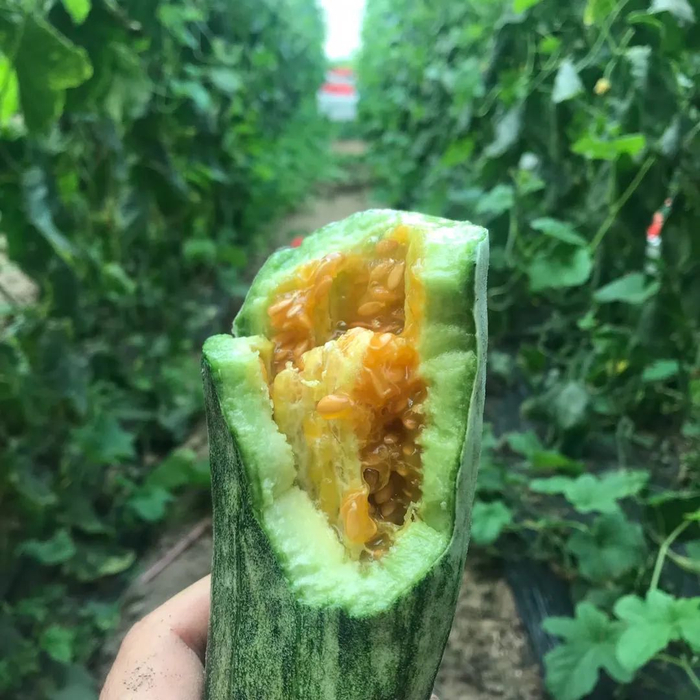 爆款网红-早春头茬羊角蜜甜瓜