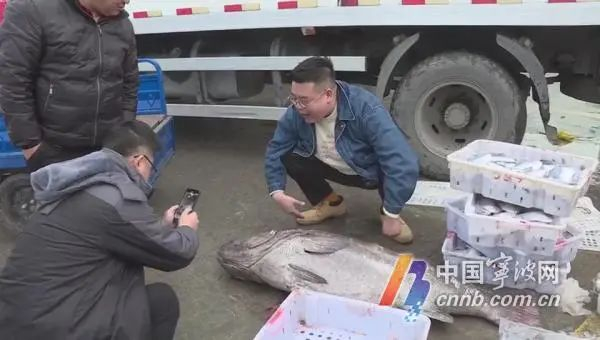 渔民看稀奇，大鱼成“网红”