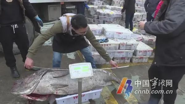 给大鱼称重、测量体长