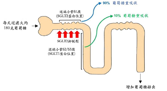 SGLT-2降糖原理图