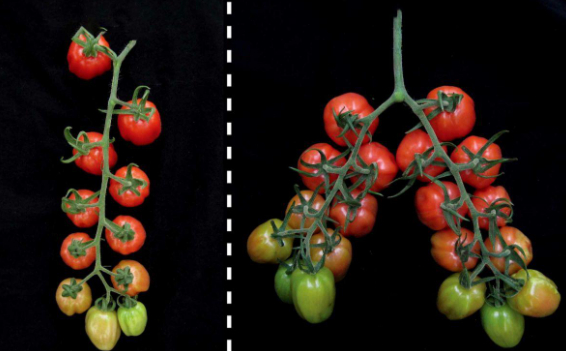 传统品种与基因编辑后的品种