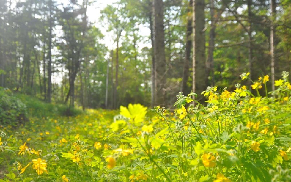 森林中的白屈菜 冯利民摄