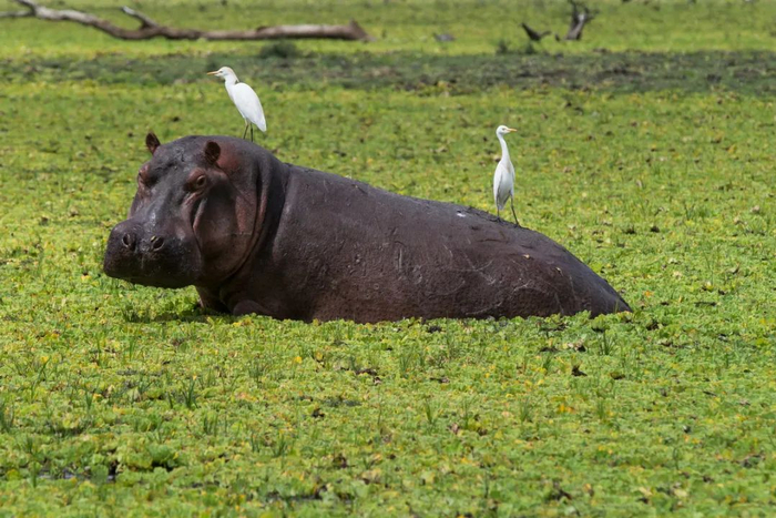 河马 © Michael Poliza / WWF&nbsp;&nbsp;