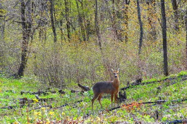西伯利亚狍 冯利民摄