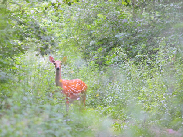 梅花鹿 国家一级重点保护野生动物 冯利民摄