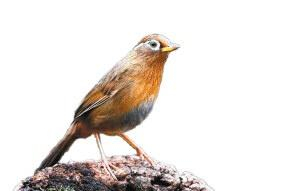  ▲国家二级保护动物画眉鸟。 资料图