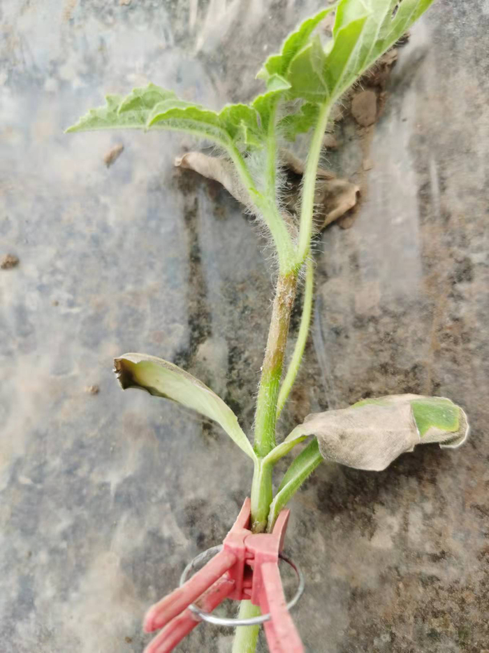 茎秆部发病症状