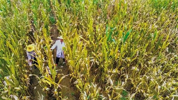 2月23日，研究员毛建昌（右）与助手