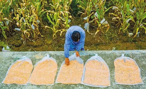 2月23日，副研究员吴权明在晾晒玉米育种材料籽粒