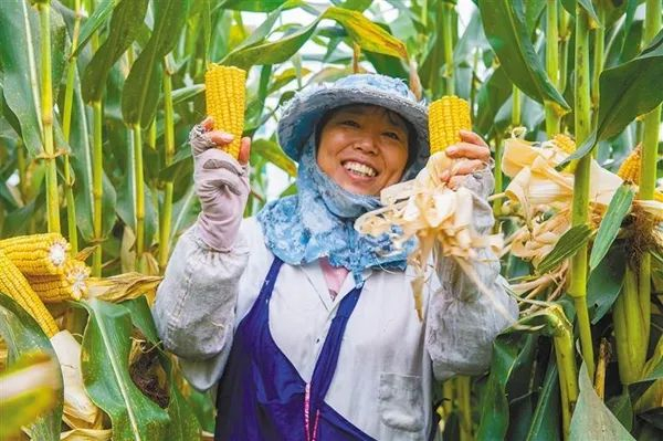2月23日，高级农艺师杨金慧展示