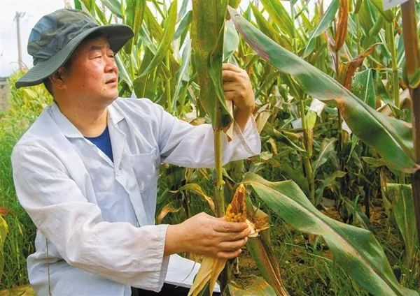 2月19日，副研究员张兴华在进行玉米新组合观察鉴评