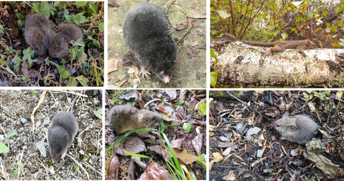 野外拍摄的部分小型兽类照片