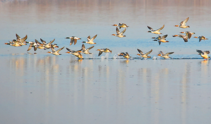 北运河甘棠闸附近，近百只普通秋沙鸭踏水起飞。 本报记者 白继开 摄