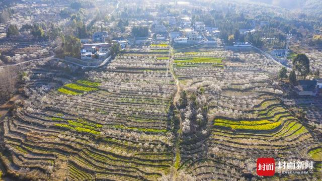 航拍冕宁县桃园村的樱桃花和油菜花（蒋志康供图）