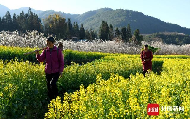 冕宁县桃园村的樱桃花和油菜花相映成趣（蒋志康供图）