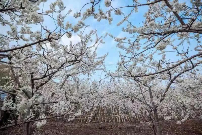 邱家德 周振兴 摄