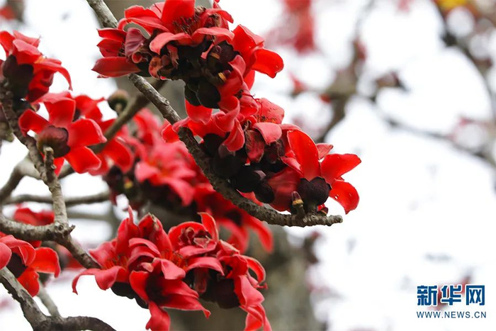 施甸县融媒体中心 供图