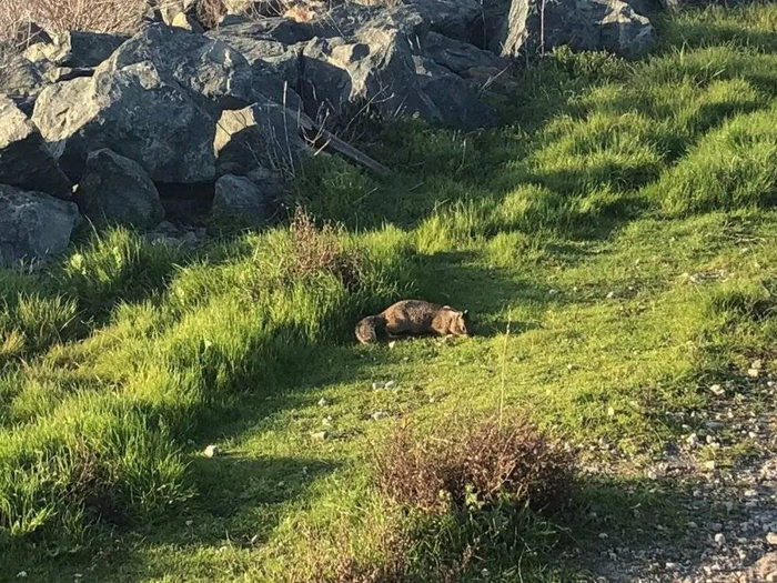 （一只小动物，图源小L）