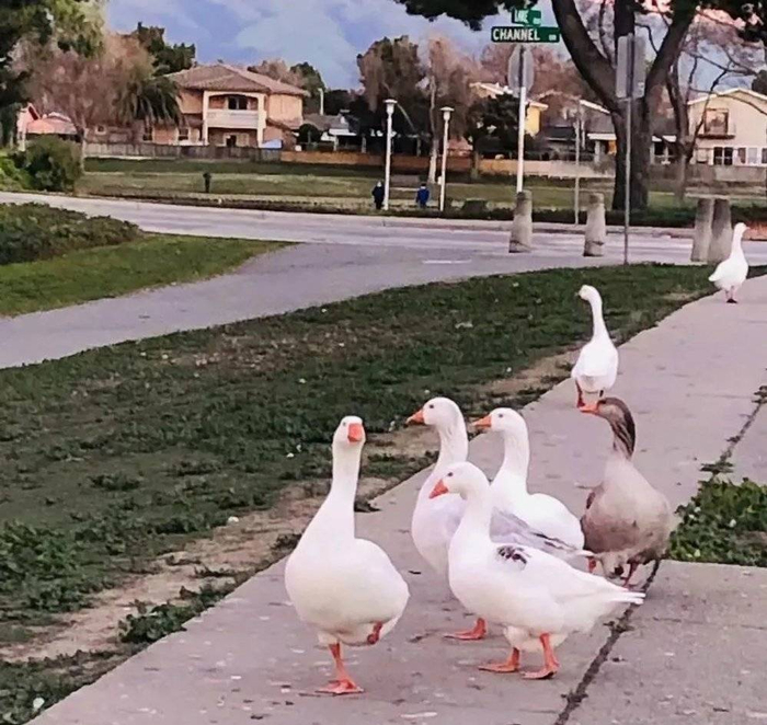 （小L开玩笑说：最左边的鸭子就是现实生活中的她）