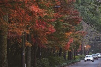 　　九里松  杭州西湖西溪景区供图