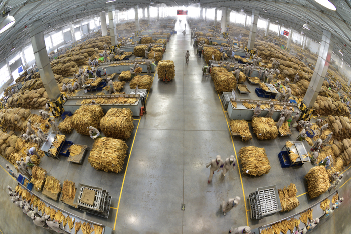 图为云南中烟工业有限责任公司红塔烟草（集团）玉溪卷烟厂复烤一车间原料精选作业现场。（国家烟草专卖局供图）