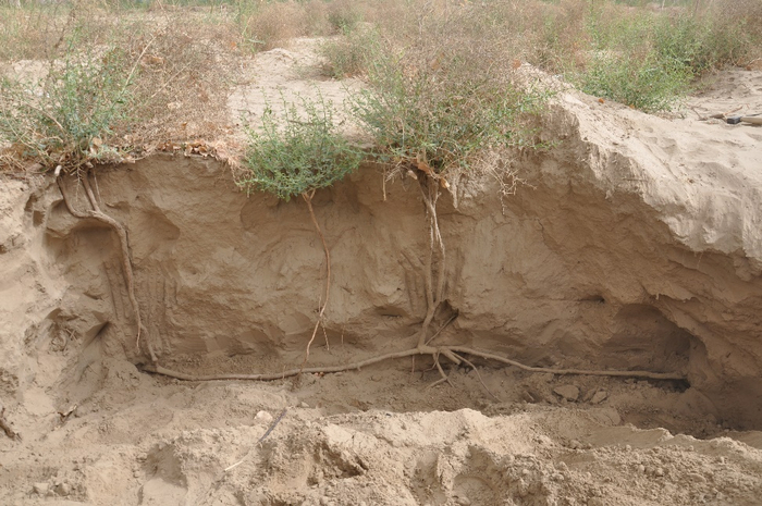 骆驼刺的克隆繁殖（图片来源：策勒国家站）