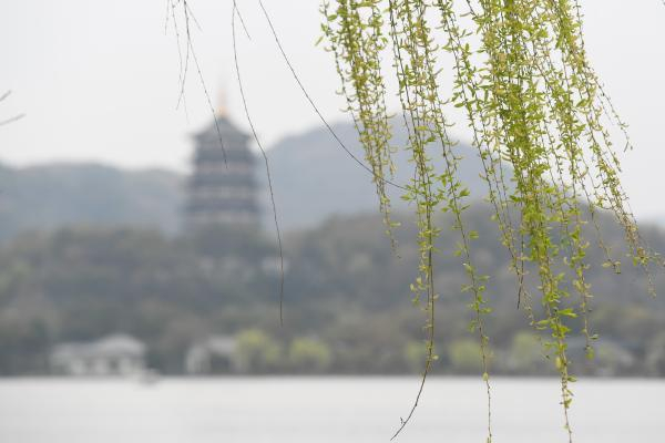 柳条是春的使者