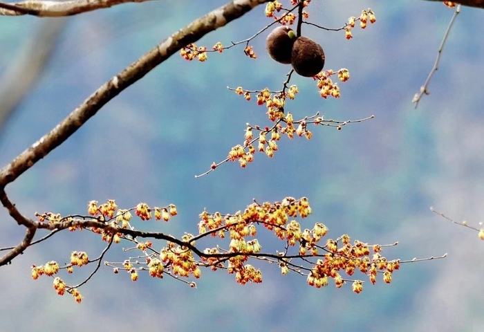 金缕梅（图片来源：天堂寨风景区）