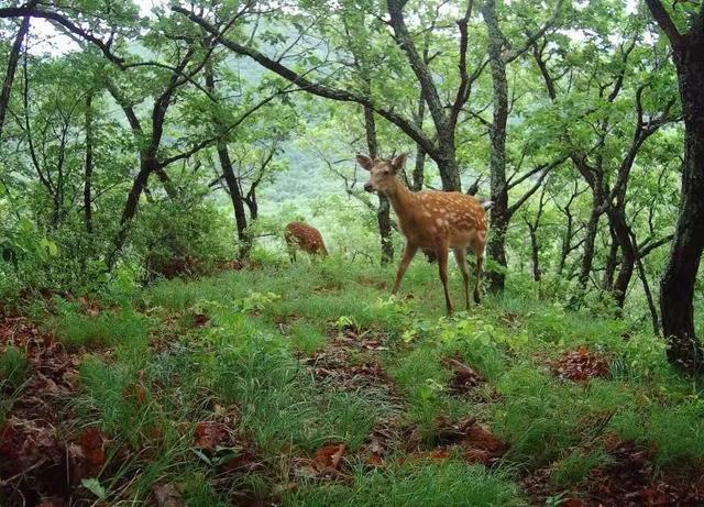 2015年，远红外摄像机拍摄到的梅花鹿。受访者供图