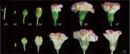 康乃馨的重瓣花            华中农大供图