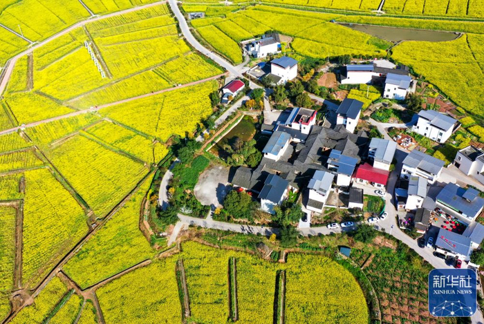 3月7日在四川省泸州市泸县喻寺镇谭坝村拍摄的油菜花田。新华社发（刘学懿摄）