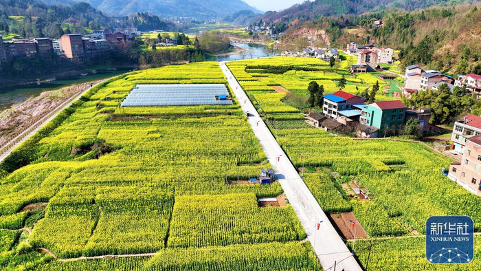 3月8日在四川省宣汉县黄金镇拍摄的油菜花田（无人机照片）。新华社发（张平摄）