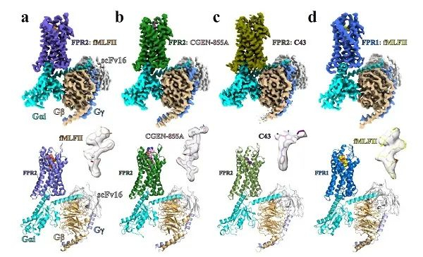 图1 不同配体结合下FPR1-Gi以及FPR2-Gi信号复合物的冷冻电镜密度图和三维结构模型。