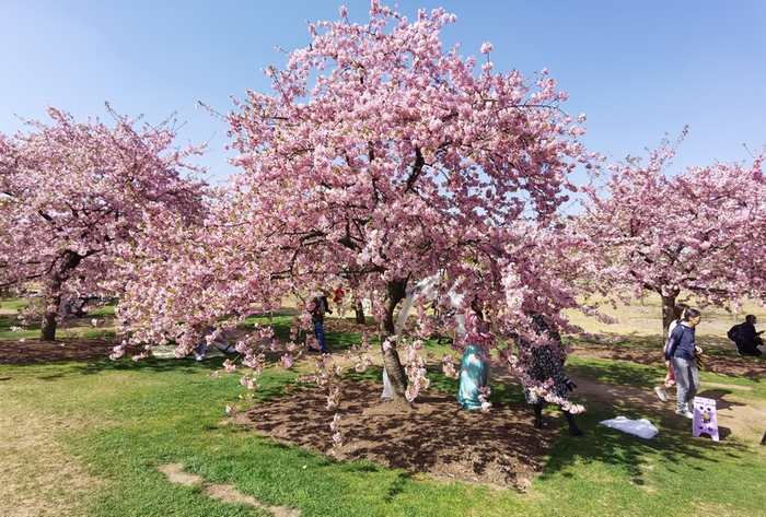 上海辰山植物园内，800米河津樱大道进入最佳观赏期