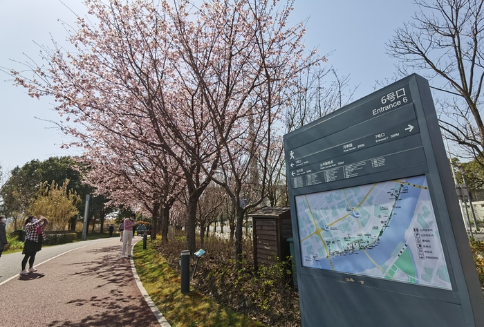 黄浦滨江绿道旁，十几株大寒樱盛开，是上海较少见的早樱品种，容易与河津樱混淆