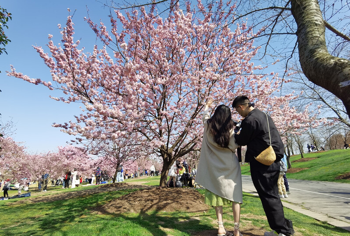 上海辰山植物园，一株粉嫩的椿寒樱让人感受到浓浓春意