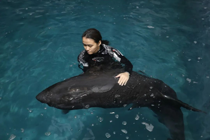 幸存的鲸鱼“小瓜瓜”暂放在台州海洋世界，由饲养员进行照顾（图 | 人民视觉）