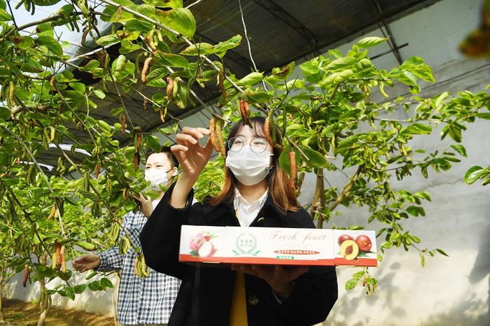 台湾长果桑吸引副中心及周边市民前来采摘。记者 党维婷/摄