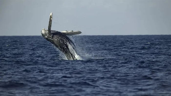 《鲸鱼的秘密》剧照