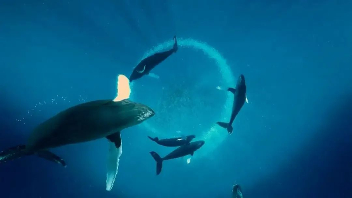 《座头鲸》剧照