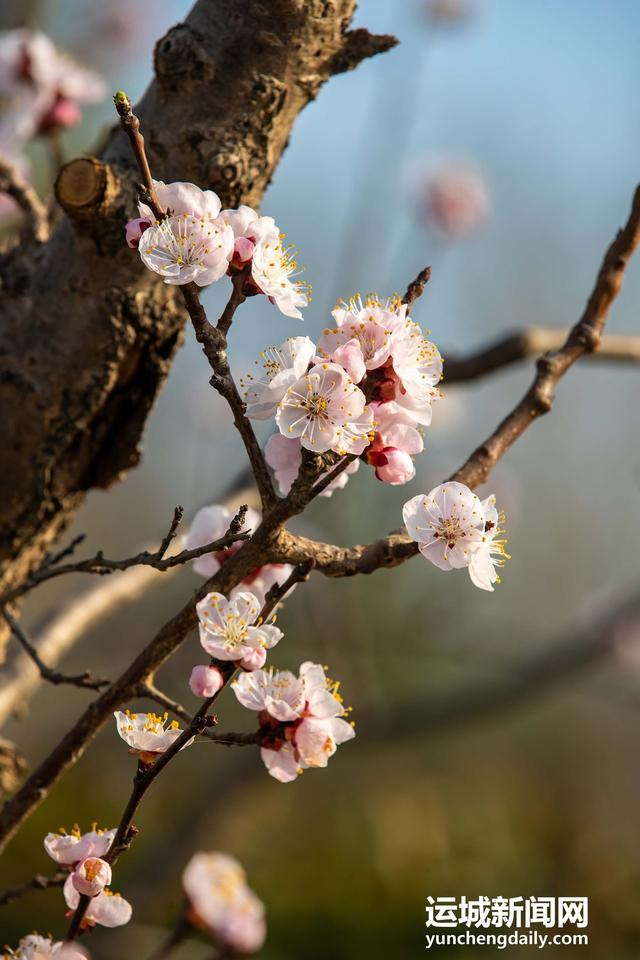  3月10日，运城市禹都公园呈现秀美的春日景色。记者 闫鑫 摄