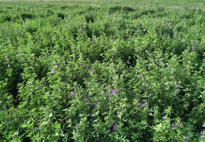 图片来源于网络