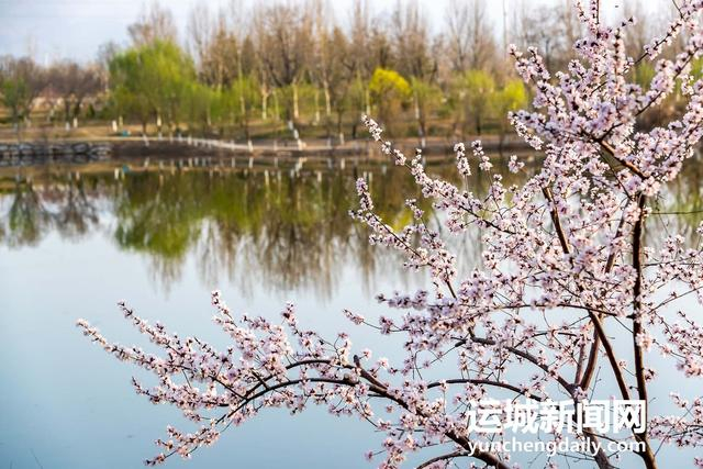  3月10日，运城市禹都公园呈现秀美的春日景色。记者 闫鑫 摄