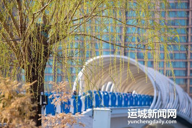  3月10日，运城市禹都公园呈现秀美的春日景色。记者 闫鑫 摄