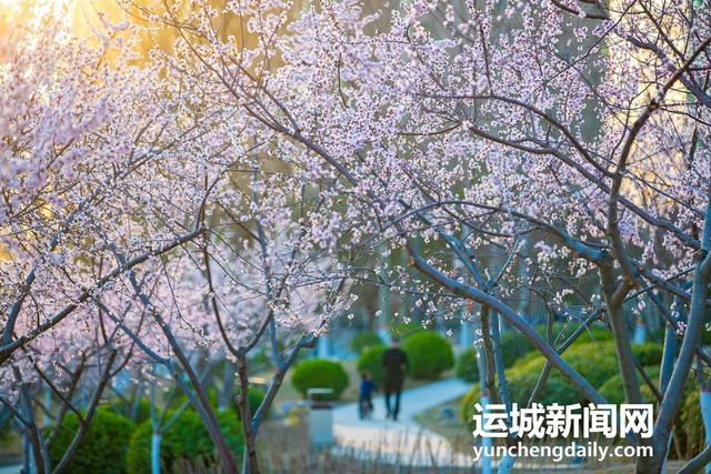  3月10日，运城市禹都公园呈现秀美的春日景色。记者 闫鑫 摄
