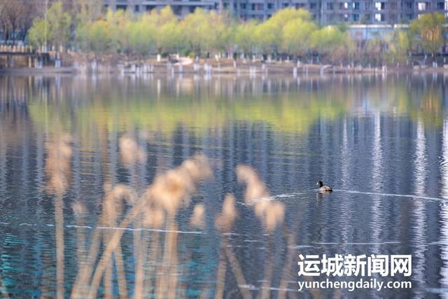  3月10日，运城市禹都公园呈现秀美的春日景色。记者 闫鑫 摄