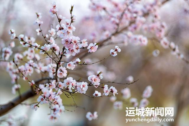  3月10日，运城市禹都公园呈现秀美的春日景色。记者 闫鑫 摄