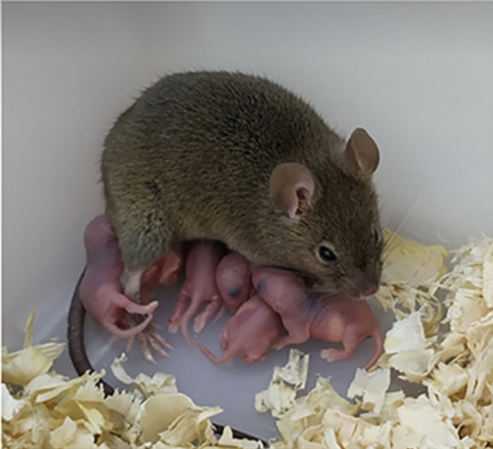 孤雌生殖小鼠及其后代    图片来源：论文截图