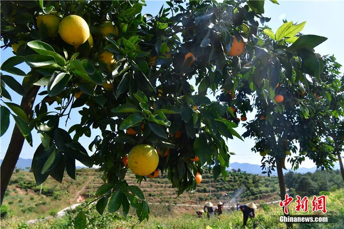昔日的“火焰山”如今瓜果飘香。中新社记者 张斌 摄