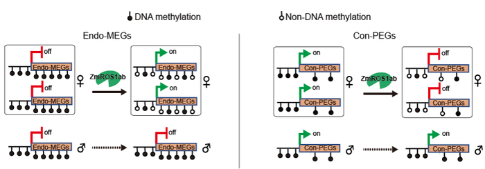 图1.ZmROS1ab调控玉米胚乳印记基因形成